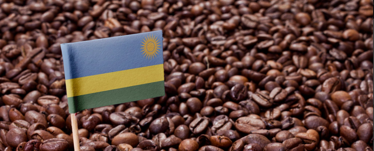 Rwanda Coffee Tours Experience: Farmers harvesting coffee in lush, scenic plantations