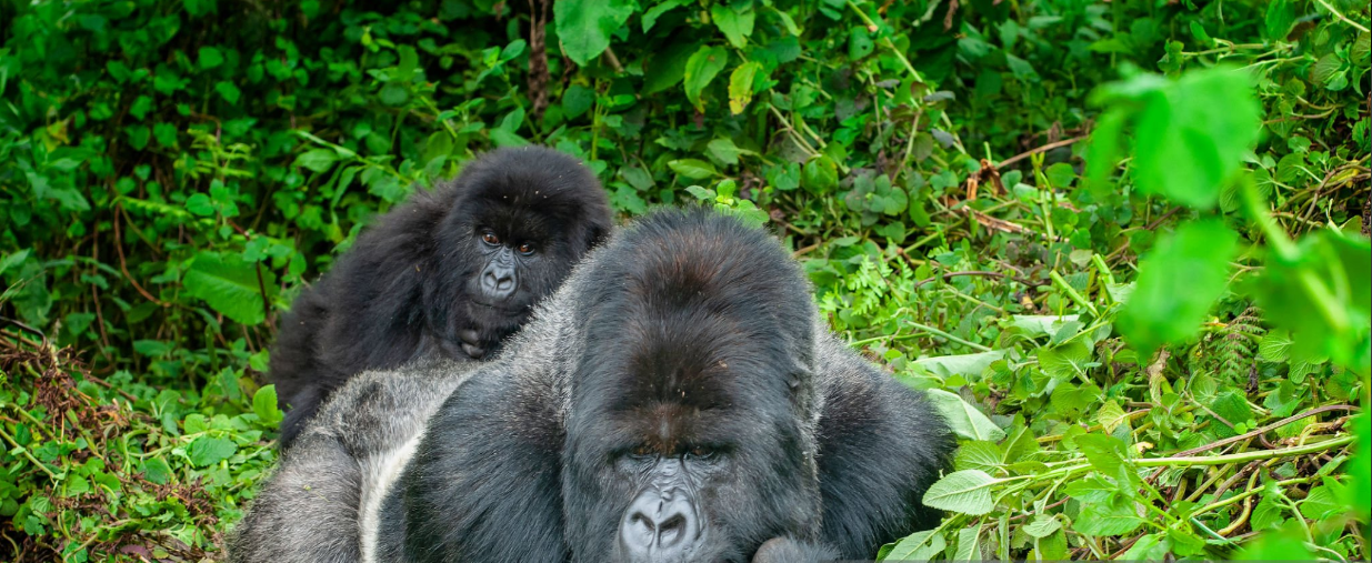 Gorilla trekking in Rwanda eco-tourism destinations, showcasing sustainable travel in lush rainforests.