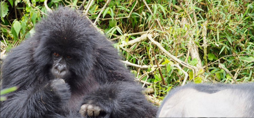 Rwanda gorilla trekking essentials, packing tips, transport options, and accommodations for adventure.