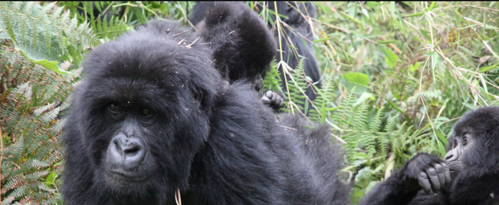 Mountain gorilla in Rwanda's Volcanoes National Park - Rwanda gorilla population conservation success