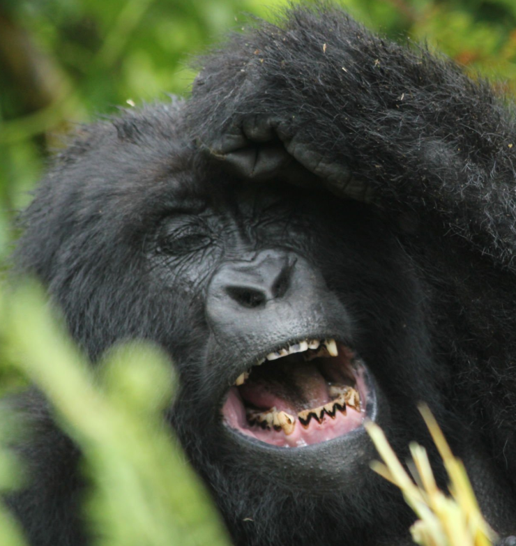 Rwanda gorilla trek duration, tips, and best time to visit.