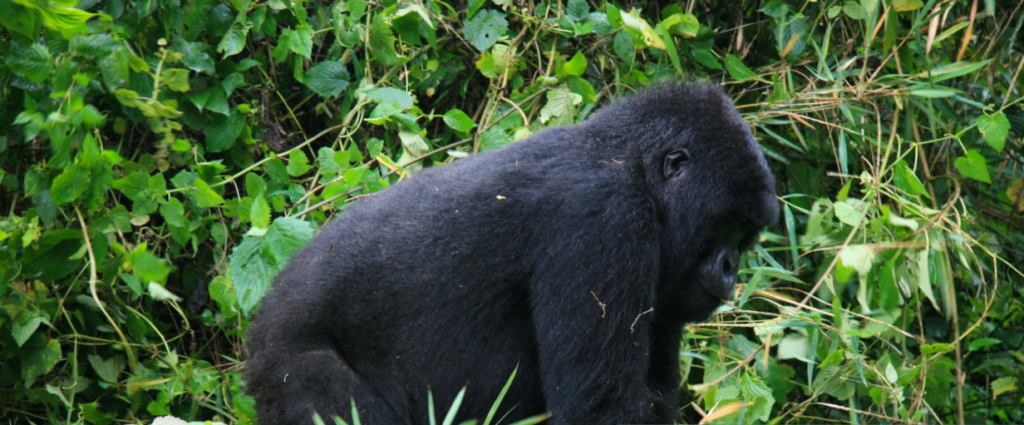 Mountain gorilla on Rwanda gorilla trek in lush Volcanoes National Park