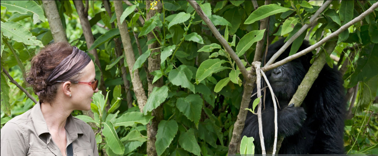 Gorilla trekking in Rwanda's Volcanoes National Park with lush landscapes and mountain gorillas.