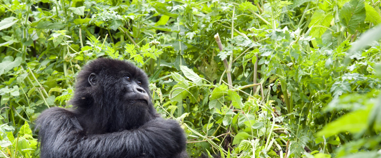 Rwanda gorilla trekking adventure in Volcanoes National Park's lush forests and misty mountains.