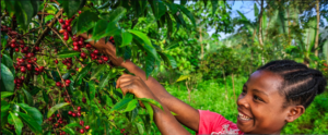 Discover Rwanda’s Coffee Plantations for a Unique Experience