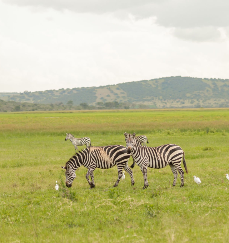 Gorilla trekking and safari safety in Tanzania and Rwanda's stunning national parks.