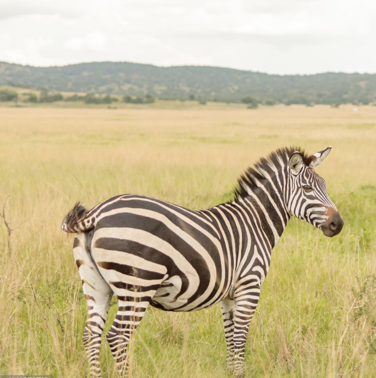 Safari tips Tanzania Rwanda: wildlife, landscapes, and travel essentials for adventurers.