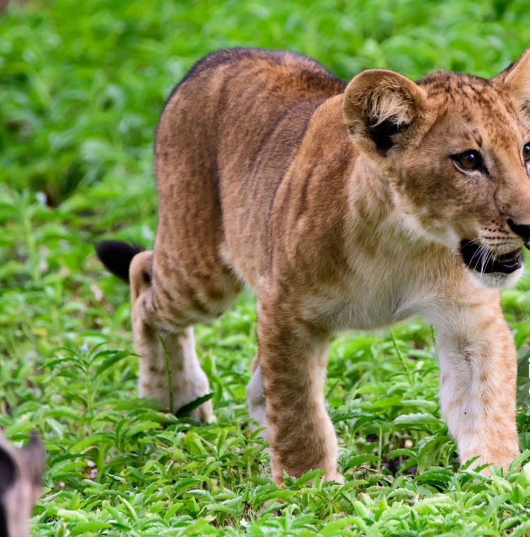 Selous Game Reserve: Wildlife, Rufiji River, and stunning African wilderness landscapes.