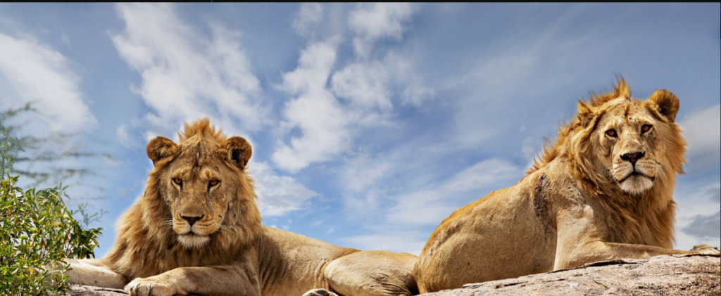 Serengeti vs Ngorongoro safari: wildlife, landscapes, and migration in Tanzania