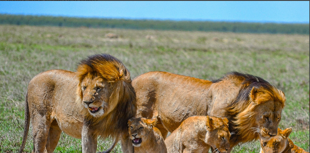 Serengeti lions thrive in golden grasslands, Africa's apex predators.