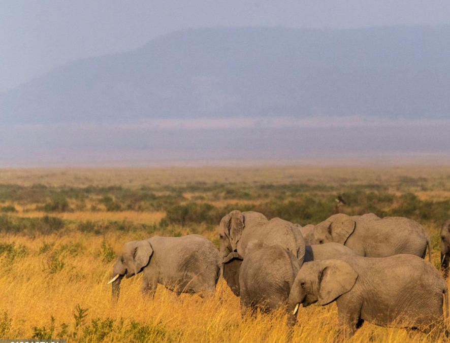 Wildebeest migration during Serengeti safari duration at sunset