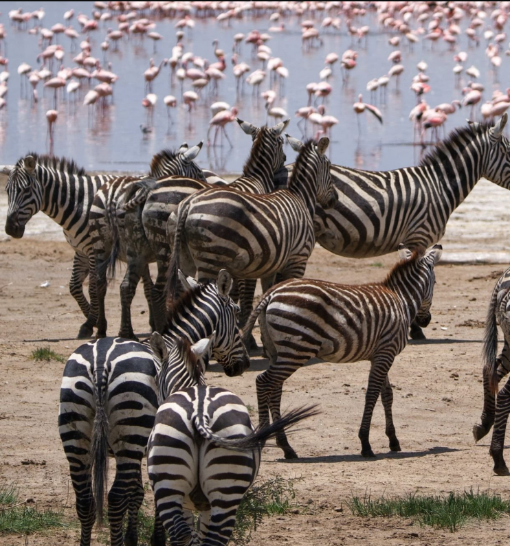Wildebeest herd during Serengeti safari duration at sunrise
