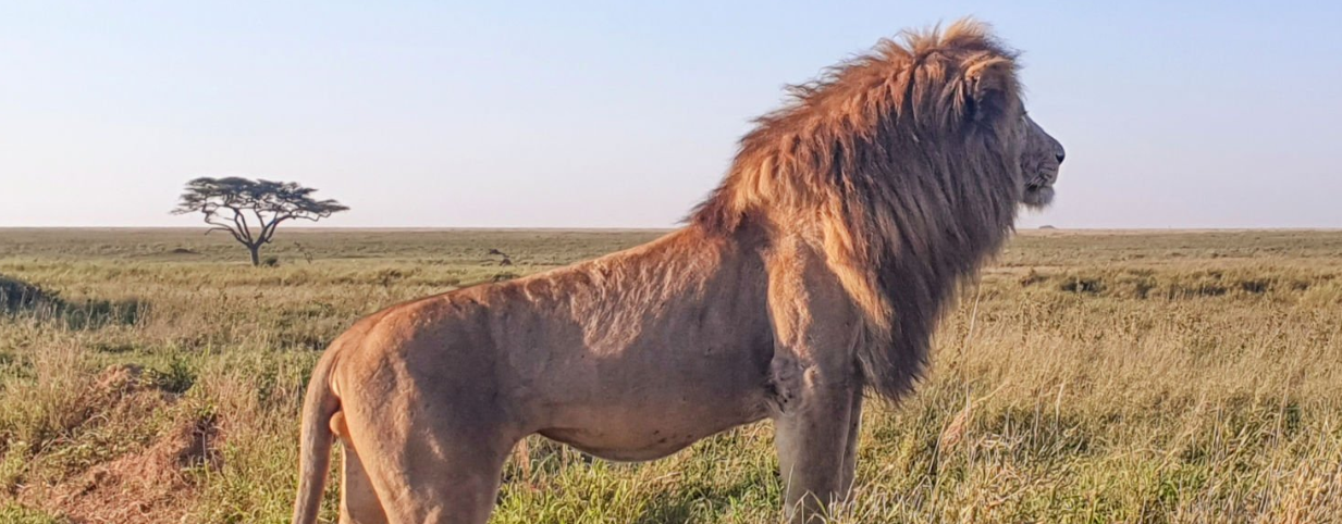 Serengeti safari cost guide with wildlife and luxury camp pricing.