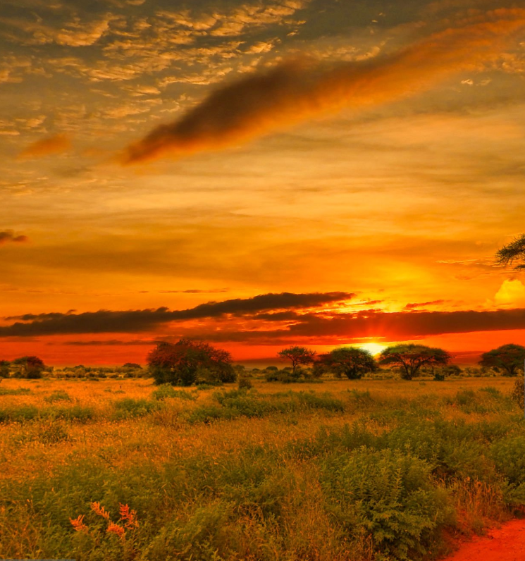 Stunning Serengeti sunset views Tanzania over golden plains with acacia tree silhouettes.