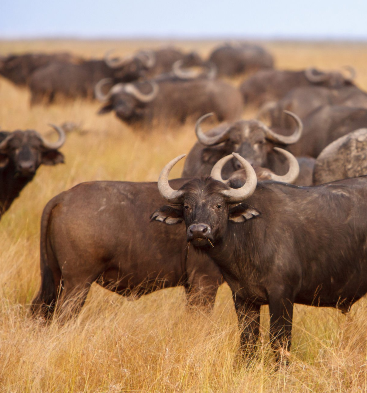 Thrill-seekers explore Tanzania adventure activities, from safaris to Kilimanjaro climbs.