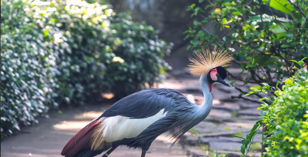 Birdwatching in Tanzania: rare species, scenic parks, and diverse habitats.