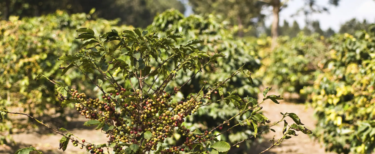 Tanzania coffee plantation experience: lush fields, farmers harvesting, and fresh coffee beans.