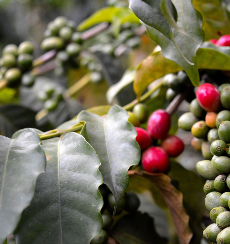 Scenic Tanzania coffee plantations, farmers harvesting, and lush highland landscapes.