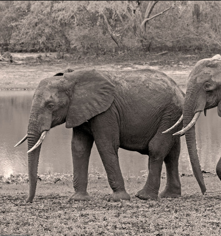 Elephants in Tanzania safari parks, Tarangire, Serengeti, and Ngorongoro wildlife scenes.
