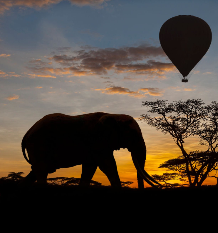 Spot nocturnal wildlife on Tanzania Night Wildlife Adventures during thrilling night game drives.