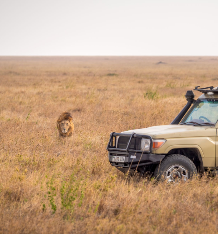 Tanzania Wildlife Safari Experience: wildlife, Serengeti, Ngorongoro, Kilimanjaro, and Zanzibar beaches