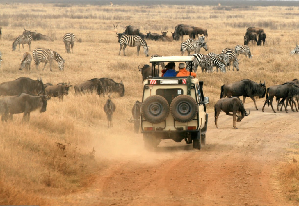 Tanzania safari itineraries for all budgets, featuring wildlife, parks, and accommodations