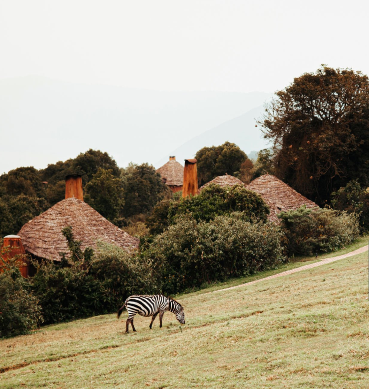 Best Tanzania safari lodges offering luxury, mid-range, and budget accommodations in stunning wildlife parks.