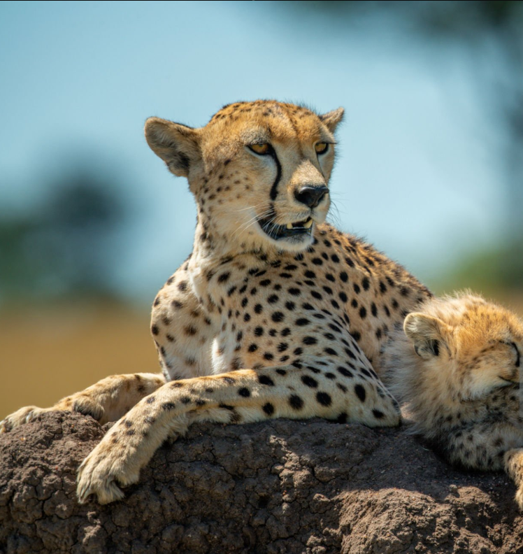 Tanzania wildlife photography spots showcasing Serengeti, Ngorongoro, and Zanzibar's stunning wildlife.