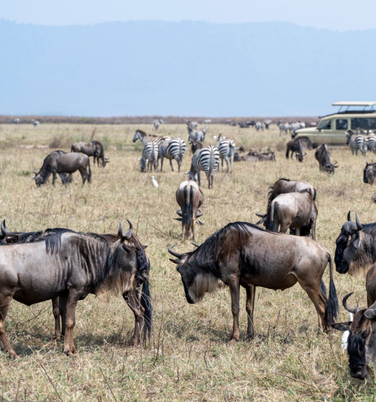 Tanzania wildlife safari in Serengeti, Ngorongoro, and Tarangire National Parks.