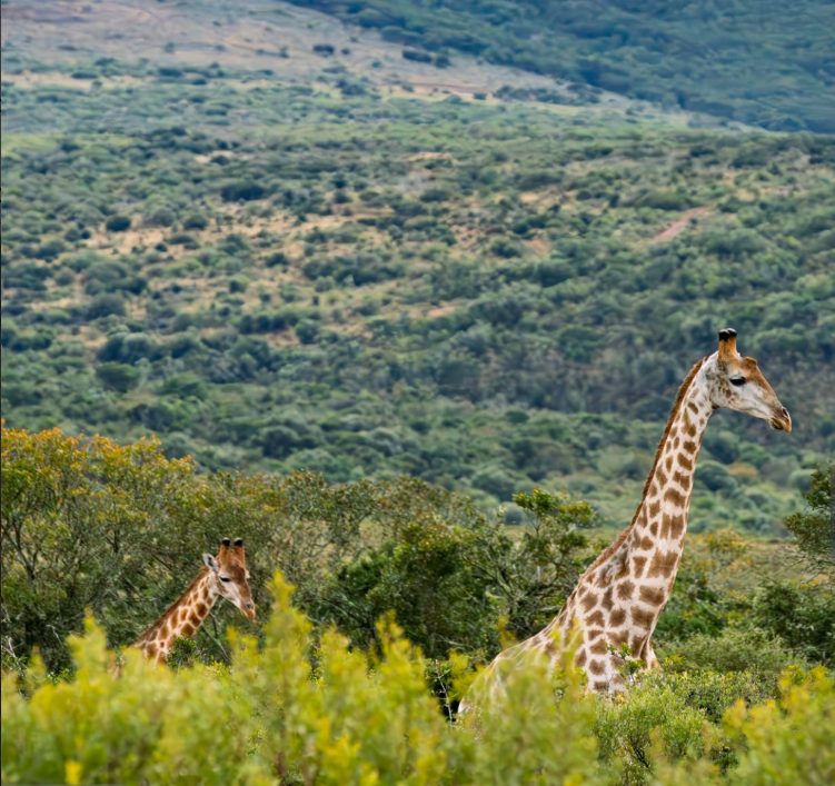 Tanzania top attractions: Serengeti, Kilimanjaro, and Zanzibar’s stunning landscapes and wildlife.
