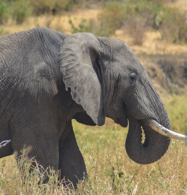 Majestic elephant herds in Tarangire National Park, Tanzania’s wildlife safari destination.