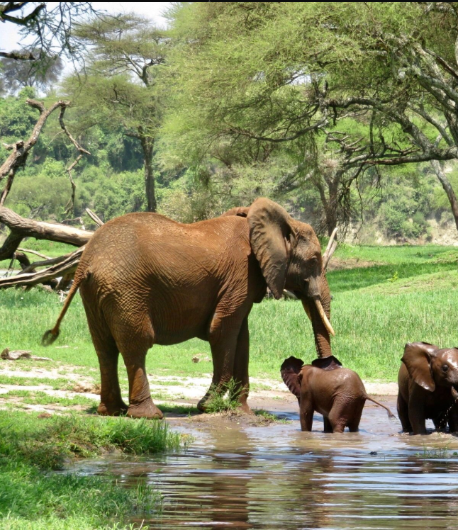 Elephant herd at Tarangire's sanctuary, Tanzania's iconic wildlife haven