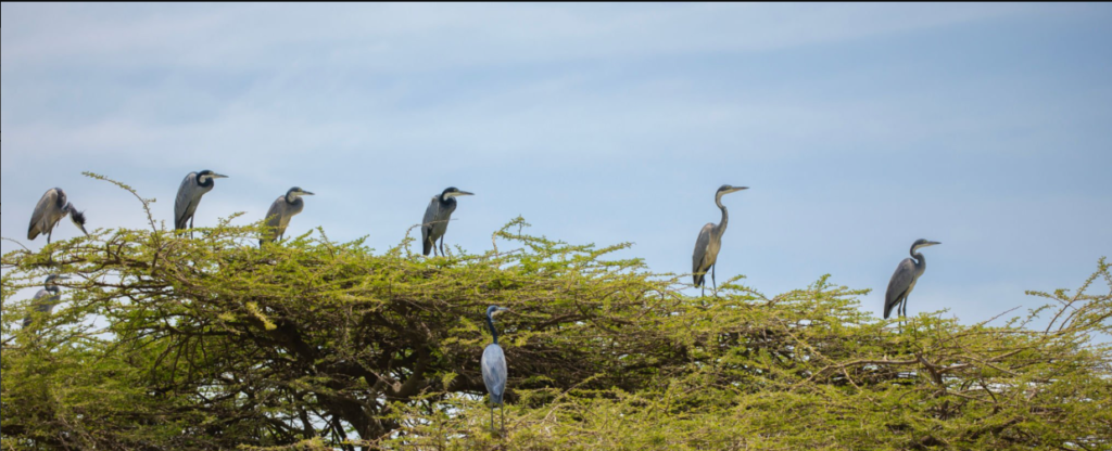 Flamingos at Lake Manyara, a top Tanzania birdwatching spot.