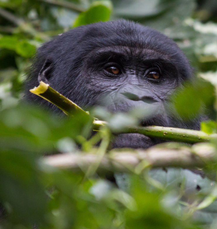 "Travel health tips for Tanzania and Rwanda vaccinations, wildlife, and scenic destinations."