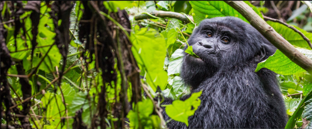 Travel Tanzania Rwanda guide: routes, tips, and stunning destinations for your journey.
