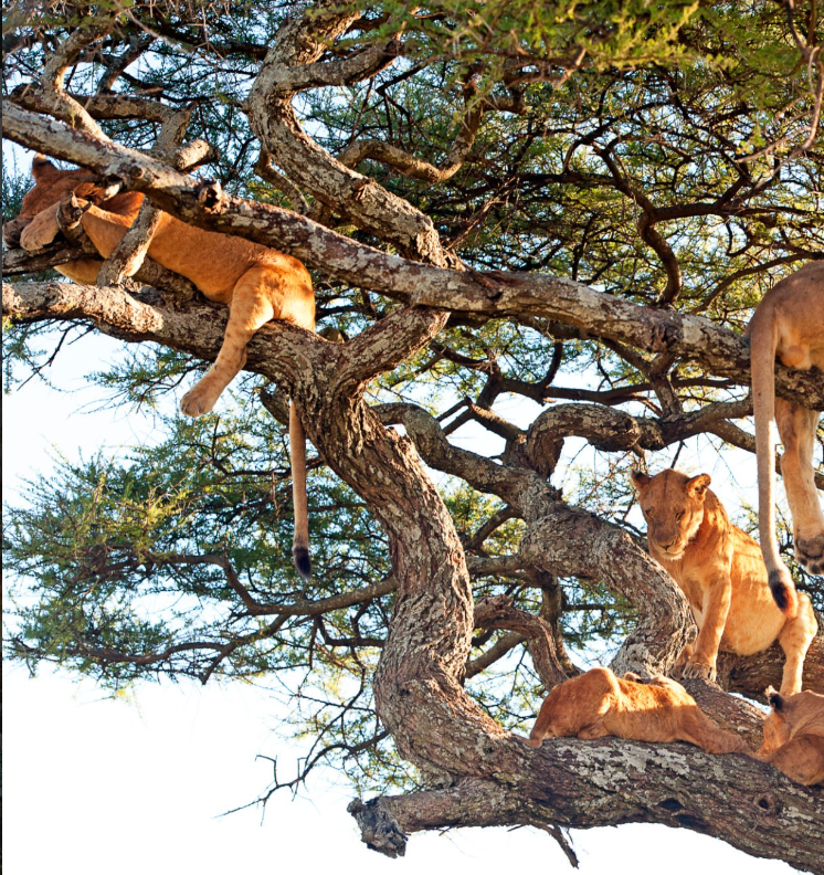 Tree-climbing lions resting on acacia branches in Lake Manyara, Tanzania.