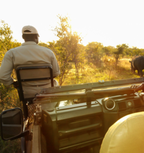 Ngorongoro Crater Safari for Ultimate Wildlife Viewing