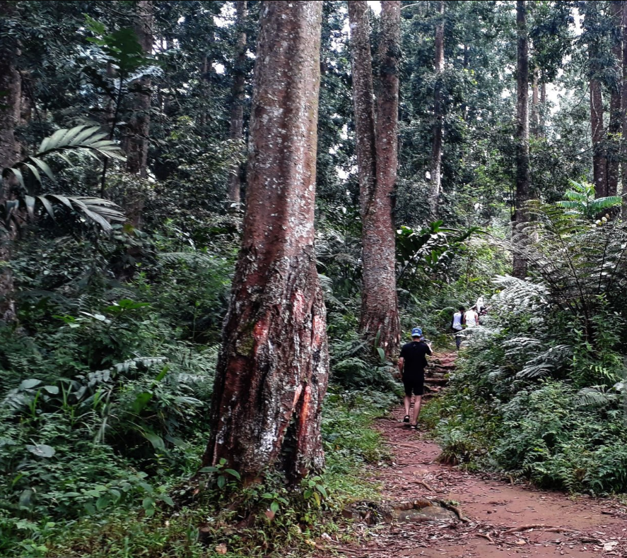 Hiker on Usambara Mountains trails, lush forests, scenic viewpoints, Tanzania adventure.