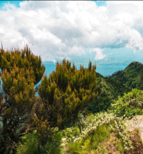 Explore Rwanda’s Best Hiking Trails in the Virunga Mountains