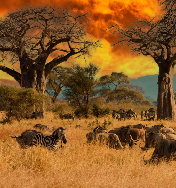 Explore Tanzania Wildlife Conservation Projects with stunning landscapes, diverse wildlife, and sustainable eco-tourism initiatives.