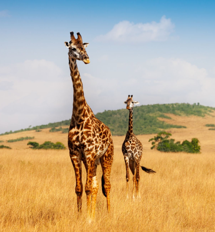Wildlife in Ngorongoro Crater: Lions, elephants, flamingos, and rhinos in their natural habitat.