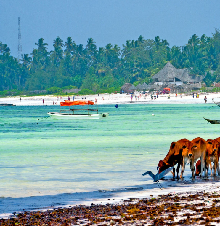 Tanzania's famous wildlife, Kilimanjaro, and Zanzibar landscapes and cultural experiences.
