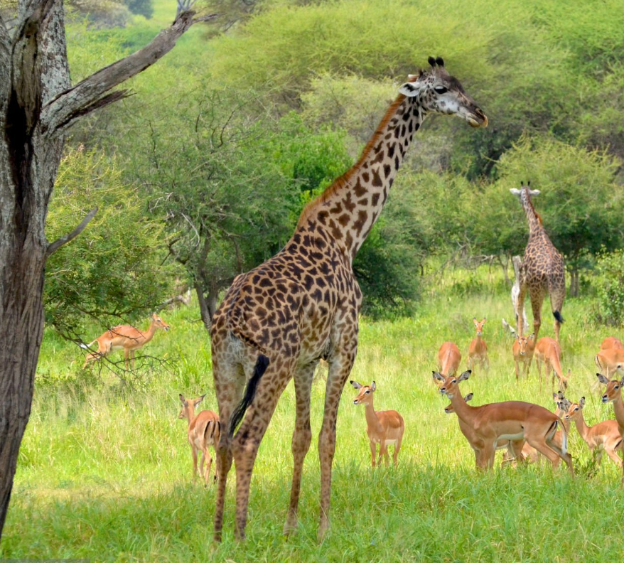 Tanzania safari wildlife viewing in Serengeti, Ngorongoro, and Tarangire during dry and wet seasons