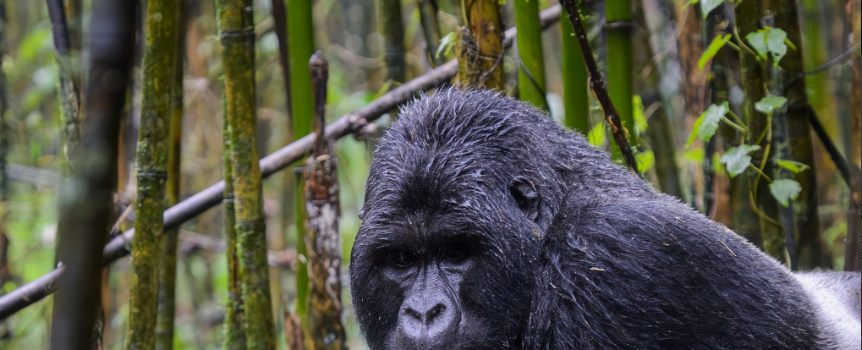 How Does Weather Affect Gorilla Trekking?