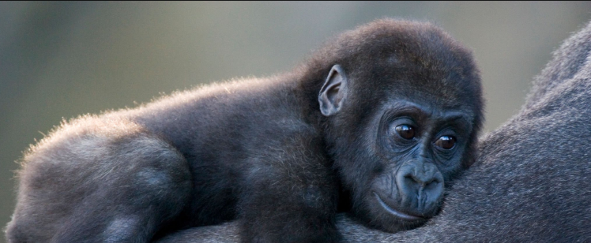 Can I Adopt a Gorilla? A Journey of Compassion, Conservation, and Hope