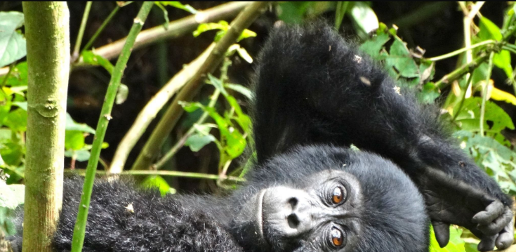 What’s the altitude for gorilla trekking?