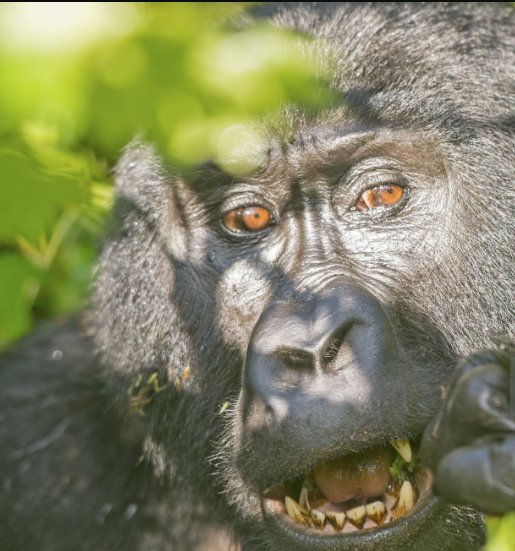 What’s the Best Camera for Gorilla Trekking?