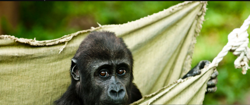 What’s the Best Gorilla Charity?