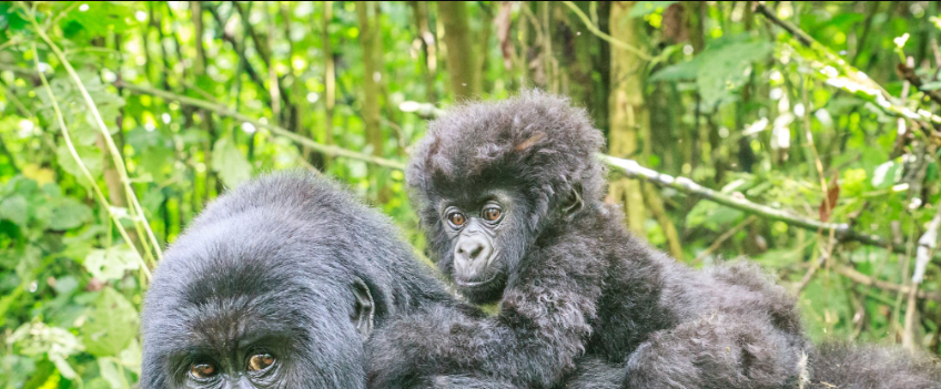 What’s the Best Gorilla Family to Visit?