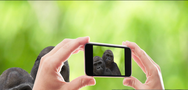 What’s the Best Gorilla Trekking App? Your Ultimate Guide to an Unforgettable Adventure